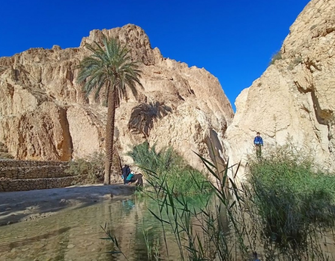 Viaggio naturalistico e ornitologico in Tunisia