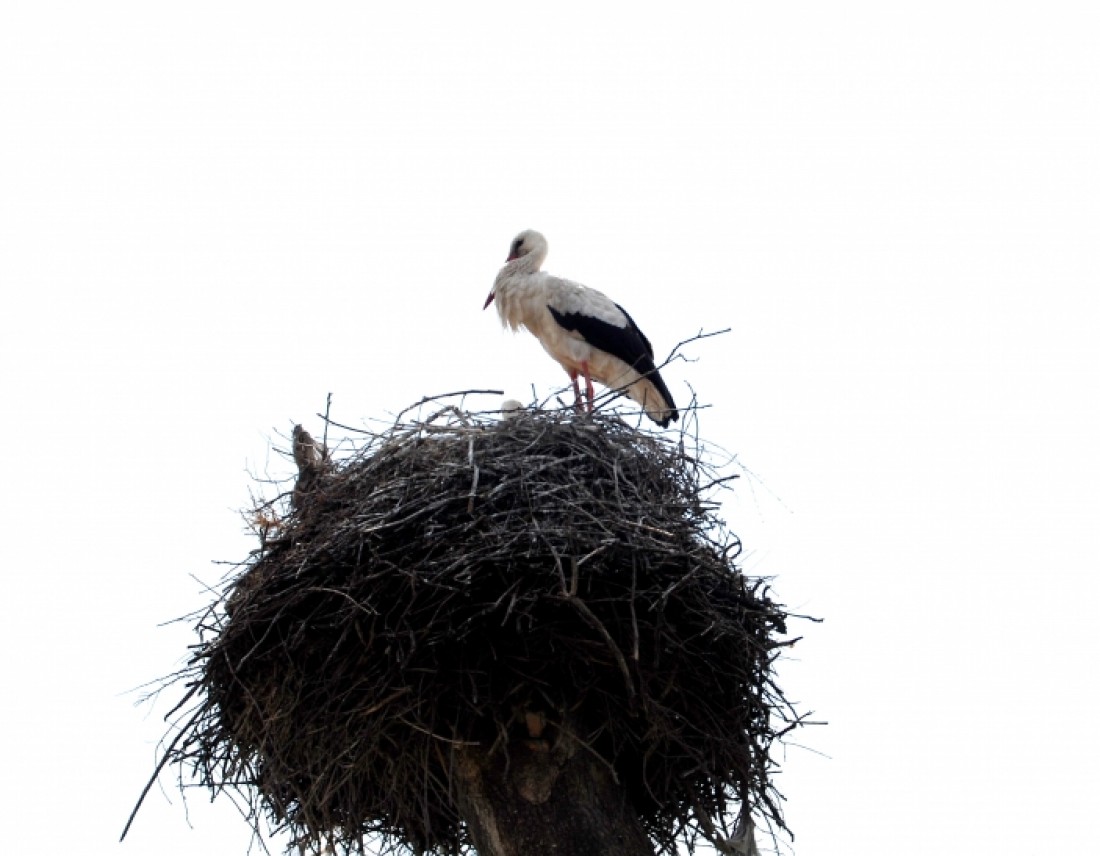 Natura e birdwatching in Armenia